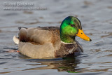 Mallard