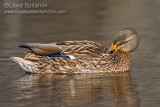 Mallard