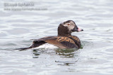 Long-tailed Duck (Oldsquaw)
