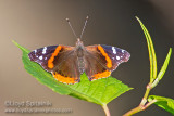 Red Admiral