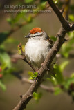 Chipping Sparrow