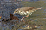 Northern Waterthrush