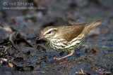 Northern Waterthrush