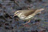 Northern Waterthrush