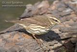 Northern Waterthrush