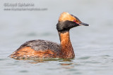 Horned Grebe