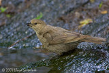 Brown-headed Cowbird 