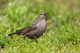 Brown-headed Cowbird 