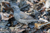 Rusty Blackbird (female)