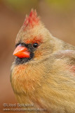 Northern Cardinal