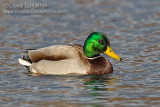 Mallard