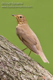 Swainsons Thrush