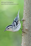 Black-and-white Warbler (female)