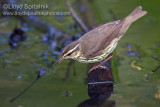 Northern Waterthrush