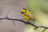 Hooded Warbler (male)