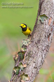 Hooded Warbler (male)