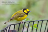 Hooded Warbler (male)
