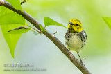 Black-throated Green Warbler 