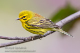 Prairie Warbler