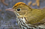 Ovenbird