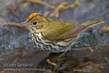 Ovenbird