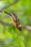 Bay-breasted Warbler