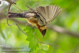 Bay-breasted Warbler