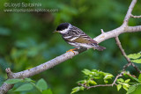 Blackpoll Warbler