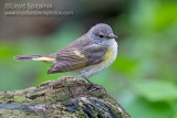 American Redstart (female)