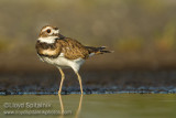 Killdeer