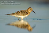 Bairds Sandpiper