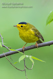 Wilsons Warbler