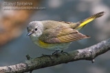 American Redstart