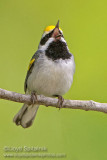 Golden-winged Warbler (male)