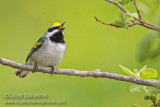 Golden-winged Warbler