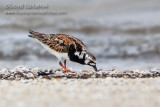 Ruddy Turnstone   