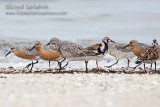Red Knot & Ruddy Turnstone