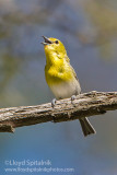 Yellow-throated Vireo