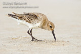 Dunlin