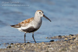 Dunlin