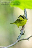 Kentucky Warbler