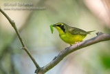 Kentucky Warbler