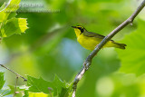 Kentucky Warbler