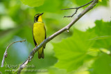 Kentucky Warbler