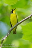 Kentucky Warbler