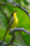 Kentucky Warbler