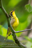 Kentucky Warbler