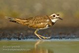 Killdeer