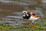 Ruddy Turnstone   