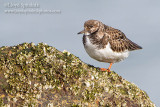 Ruddy Turnstone   